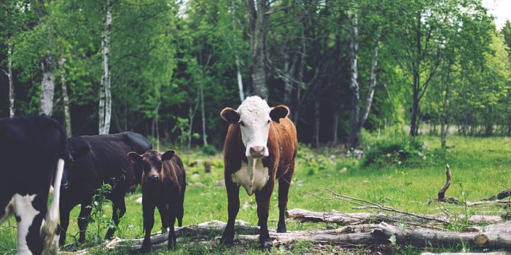 El combate y prevención de la rabia paralitica bovina en granjas y criaderos