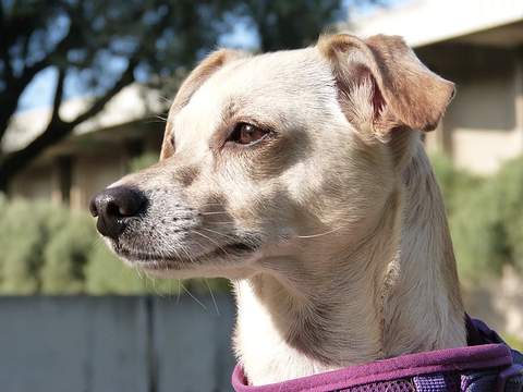 Decálogo del propietario responsable de mascotas