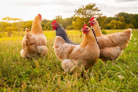 El problema de la coccidiosis en las aves