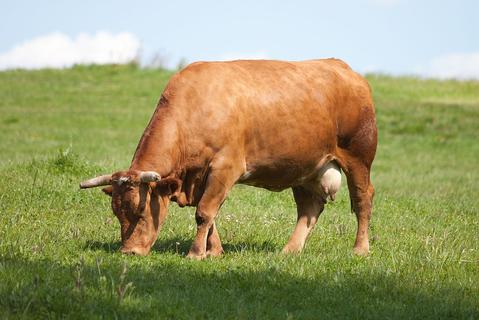Cómo se atienden las enfermedades hemoparasitarias en el bovino