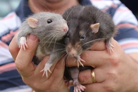 Qué enfermedades pueden transmitir las ratas