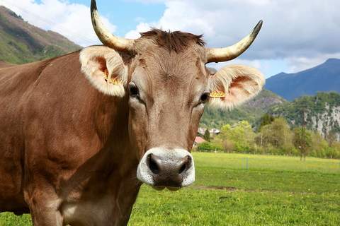 Cómo afrontar el problema de la obesidad bovina