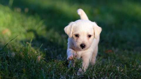 El problema del ojo de cereza en los perros