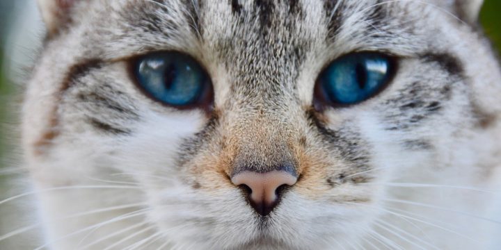 El problema de la nariz hinchada en los gatos