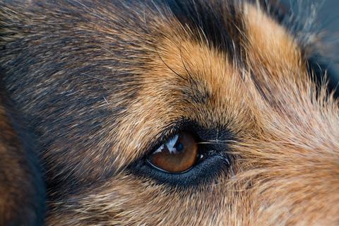 Por qué mi can tiene sangre en el ojo