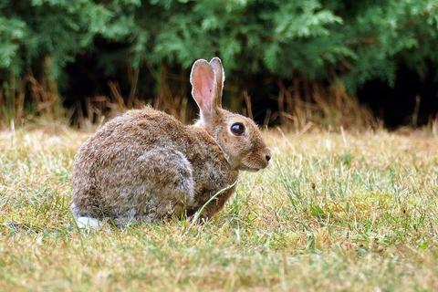 Por qué mi conejo no puede orinar
