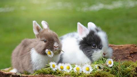 El problema de la pasteurelosis en los conejos