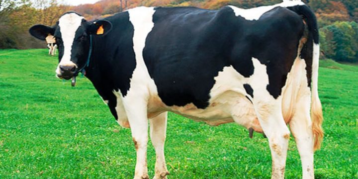 El problema de la Clostridiosis en el ganado bovino