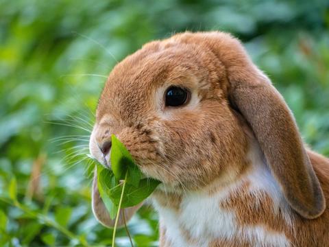 El problema de los conejos que no pueden orinar