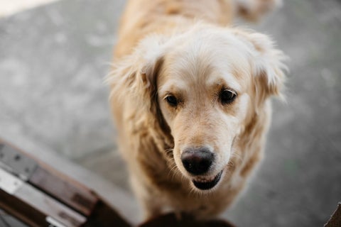 Saber comunicarse con un perro mascota