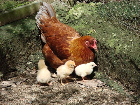 Los alcances del ácaro rojo en las gallinas