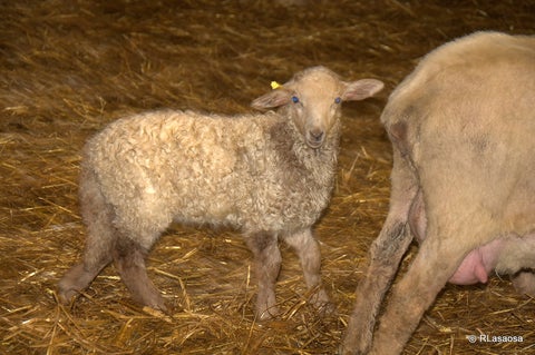 La toxemia de la preñez en las ovejas