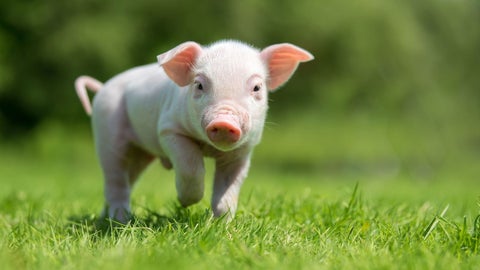 La seguridad sanitaria en las granjas porcinas