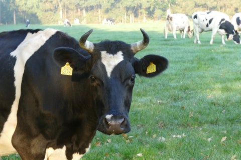 Los alcances de la mastitis bovina