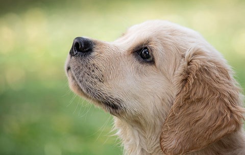 Consejos para cuidar responsablemente a las mascotas