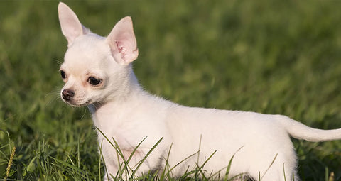 Cuidar y atender al perro Chihuahua