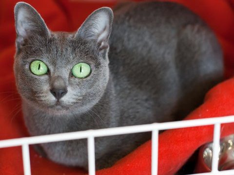 El problema de los espasmos en los gatos de edad avanzada