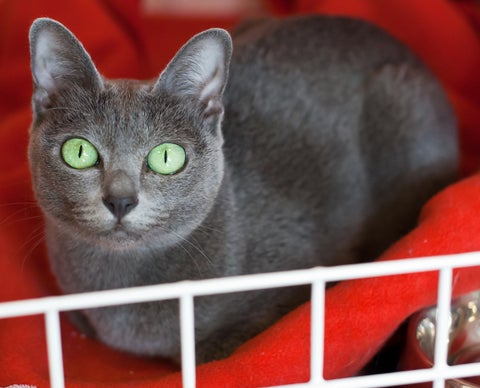 pala tubo Posibilidades El problema de los espasmos en los gatos de edad avanzada – Farmacia  Veterinaria San Bernardo