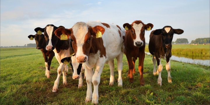 La enfermedad de la lengua azul en los animales de granja