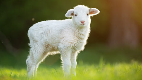 El problema del gusano de nariz en el ganado ovino