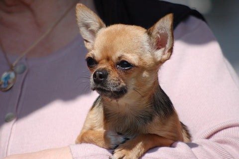 Consejos para el adecuado cuidado del perro Chihuahua