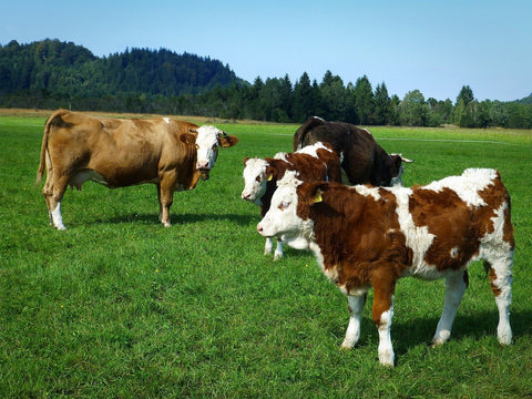 El problema de la hidatidosis en los animales de granja