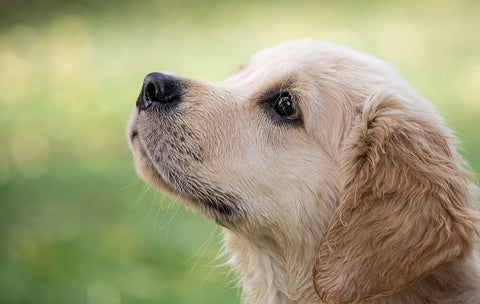 El problema de la colestasis en el perro