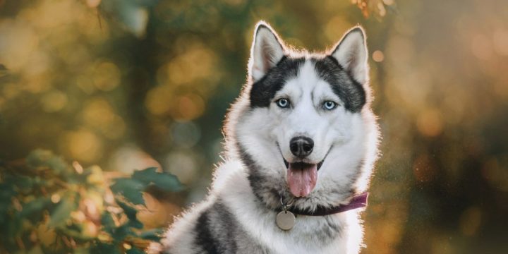 El problema del vómito verde en los perros