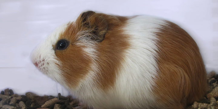 Los mejores consejos para atender a cobayas y hamsters