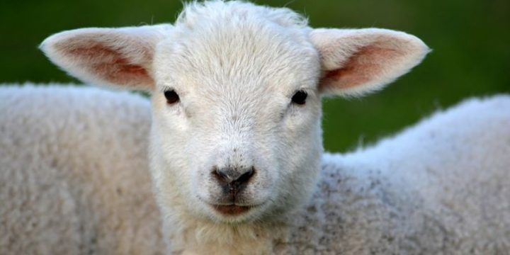 Importancia del calostro para la salud de los corderos apenas nacidos