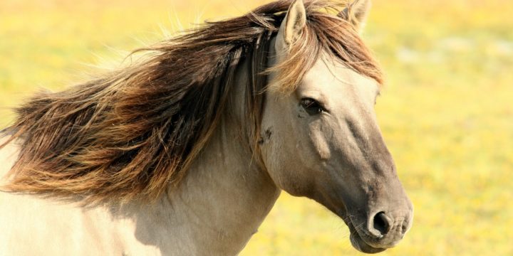 El problema del muermo equino en granjas y criaderos