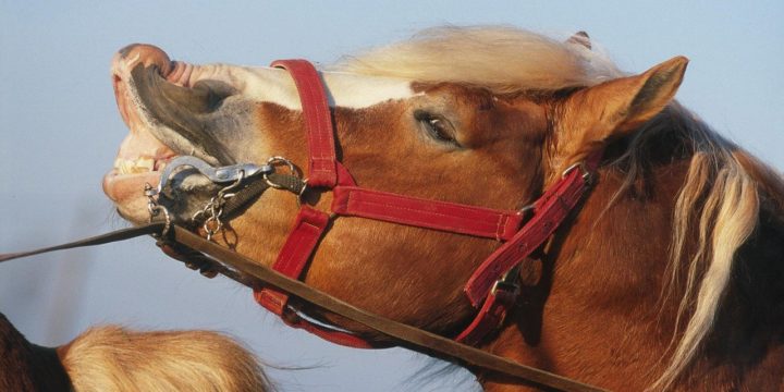 El problema de la conjuntivitis en los caballos