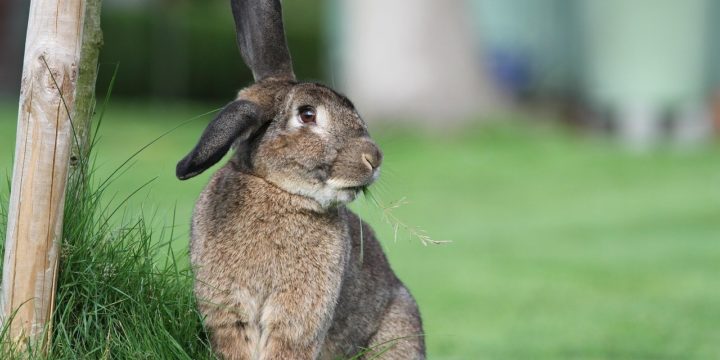 Combatir la obesidad y el sobrepeso en los conejos
