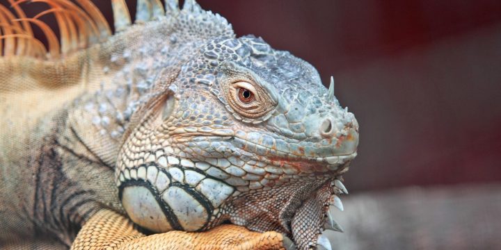 Consejos valiosos para el cuidado de las iguanas