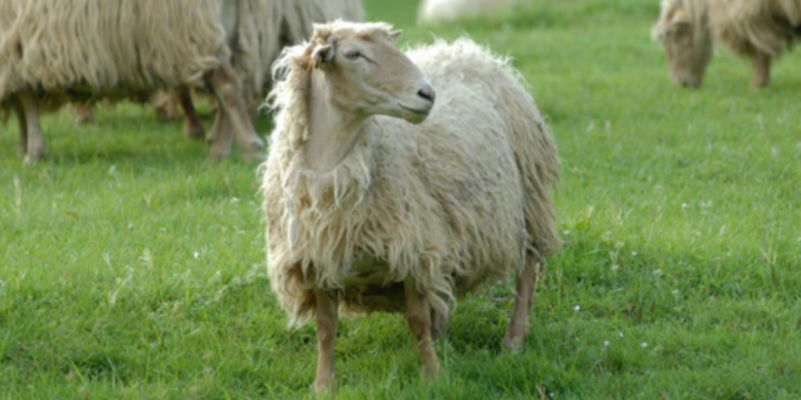 Claves para el buen cuidado del ganado ovino