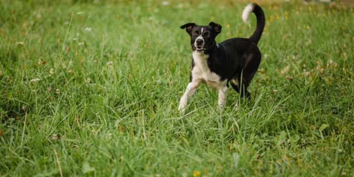 Los mejores tips para la salud canina