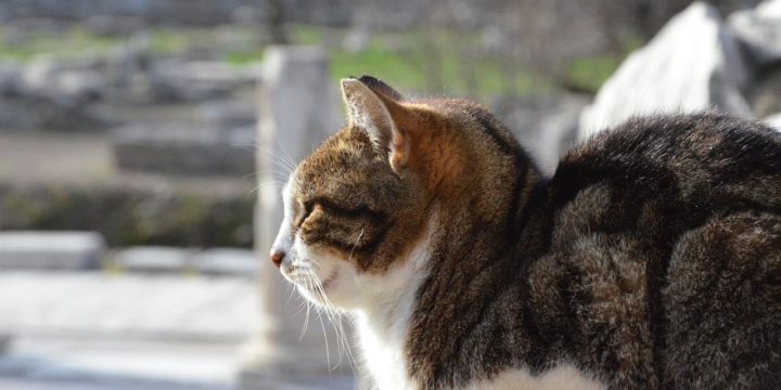 Etología y cuidado de las mascotas