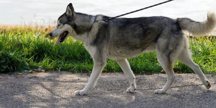 Tips para el cuidado responsable de las mascotas