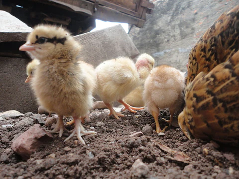 Los cinco mejores consejos sanitarios para la cría de pollos