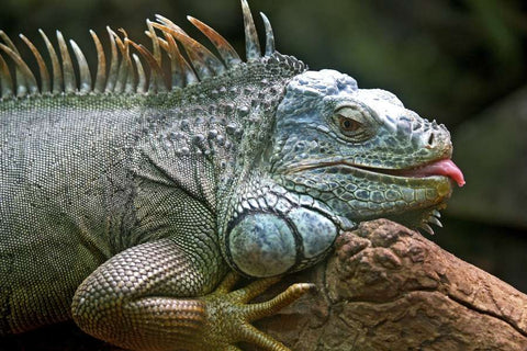 Los cinco mejores consejos para el cuidado de las iguanas
