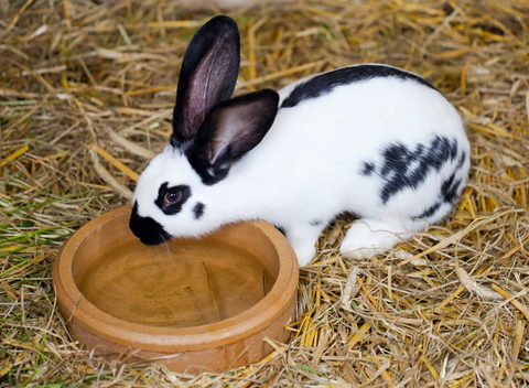 Qué enfermedades afectan las orejas de los conejos