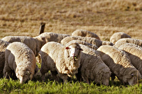 Los cinco mejores consejos sanitarios para la cría de ovejas