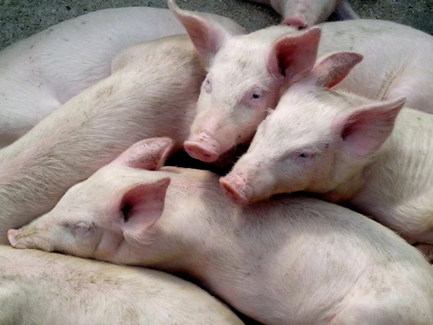 Los cinco mejores consejos para el cuidado de los cerdos