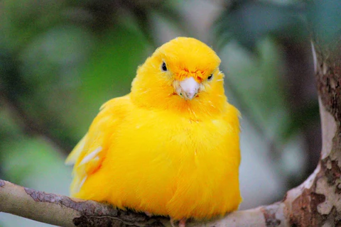 El problema de los piojos en los canarios
