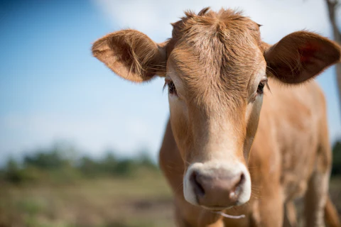 El problema de los cólicos en el ganado bovino