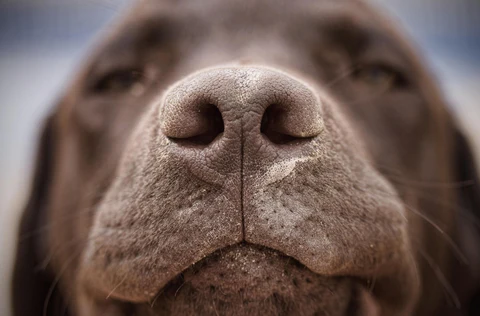 Hiperqueratosis nasal y otros problemas en el hocico del can