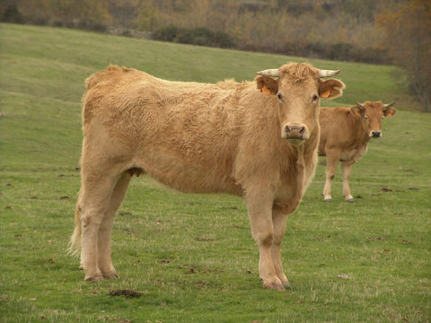 Complicaciones estomacales en los animales de granja y las mascotas