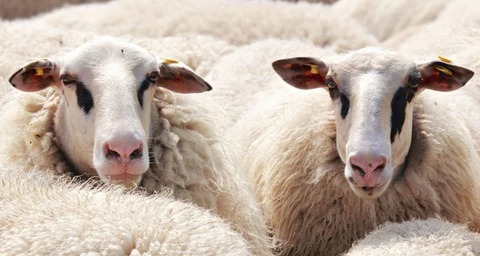 Cuidados más importantes para los ovinos en granjas y criaderos