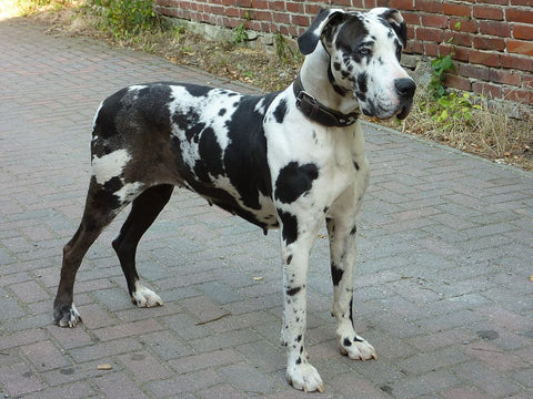 Cuidados del perro San Bernardo, Gran Danés y Doberman