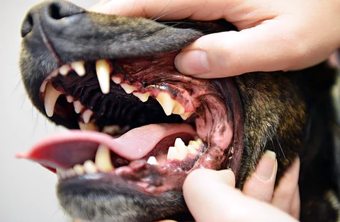 Complicaciones dentales en perros y gatos